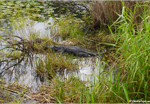Florida - Everglades National Park 0192