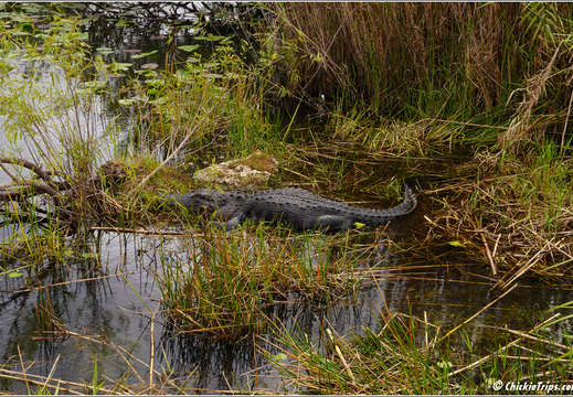 Florida - Everglades National Park 0194