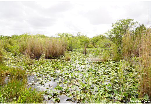 Florida - Everglades National Park 0196