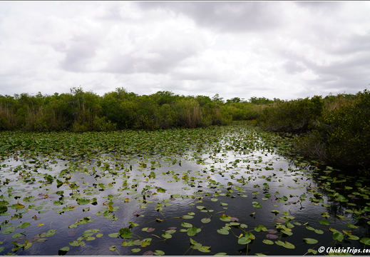 Florida - Everglades National Park 0200