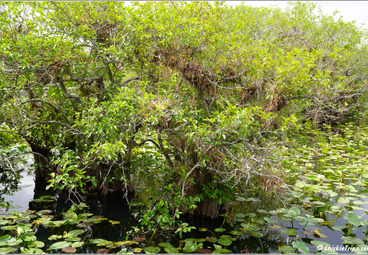 Florida - Everglades National Park 0213