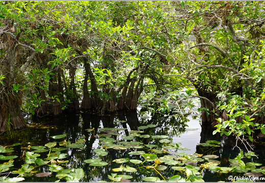 Florida - Everglades National Park 0214