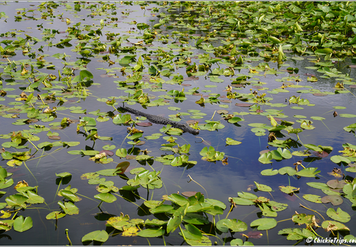 Florida - Everglades National Park 0215