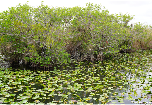 Florida - Everglades National Park 0216