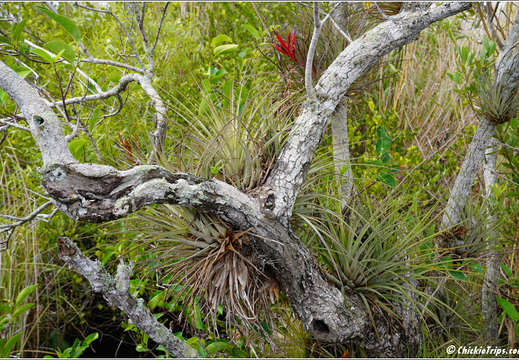 Florida - Everglades National Park 0218