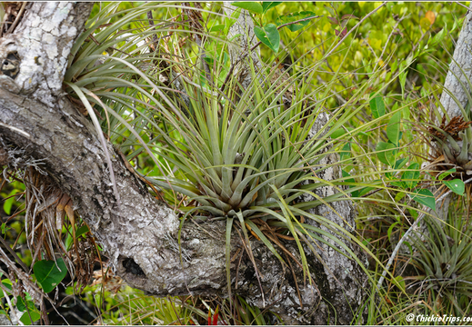Florida - Everglades National Park 0219