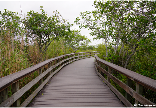 Florida - Everglades National Park 0223