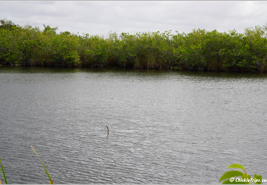 Florida - Everglades National Park 0229