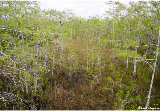 Florida - Everglades National Park 0239