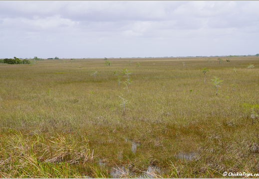 Florida - Everglades National Park 0244