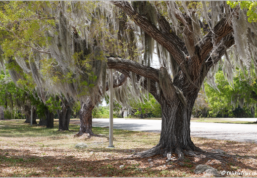 Florida - Everglades National Park 0248