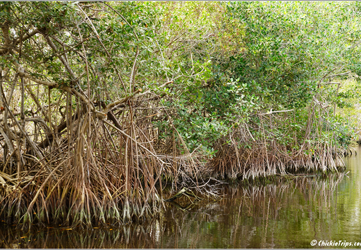 Florida - Everglades National Park 0255
