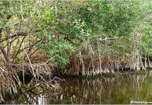 Florida - Everglades National Park 0256
