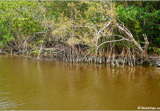 Florida - Everglades National Park 0267