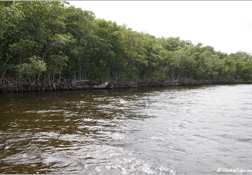 Florida - Everglades National Park 0272