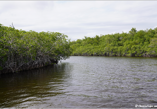 Florida - Everglades National Park 0276