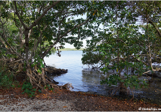 Florida - Everglades National Park 0288