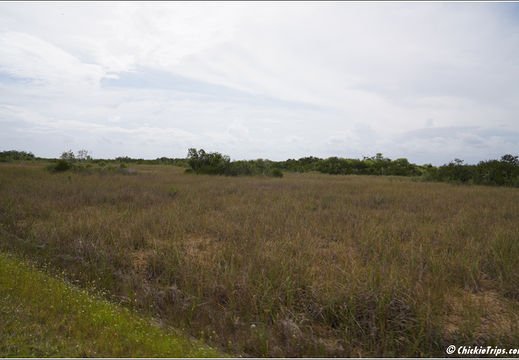 Florida - Everglades National Park 0293