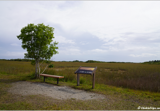 Florida - Everglades National Park 0297