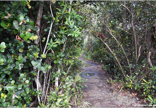 Florida - Everglades National Park 0309
