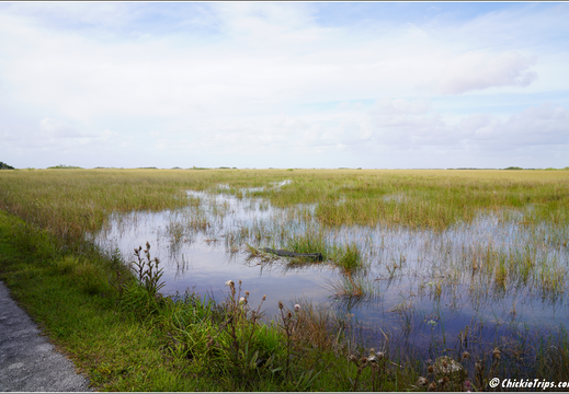 Florida - Everglades National Park 0310