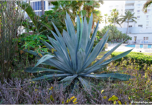 Florida - Miami Beach 0001