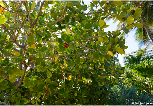 Florida - Miami Beach 0004