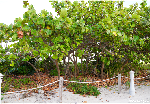 Florida - Miami Beach 0012