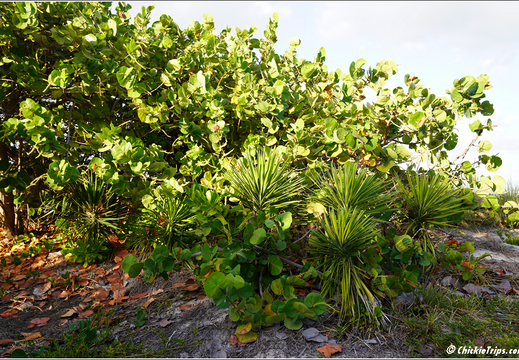 Florida - Miami Beach 0015