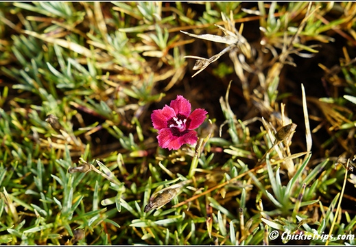 ME Acadia National Park - Maine 00044