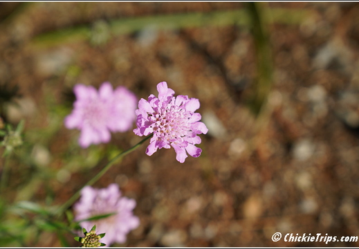 ME Acadia National Park - Maine 00056
