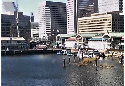 Marriot - Baltimore Inner Harbor - Aquarium 007