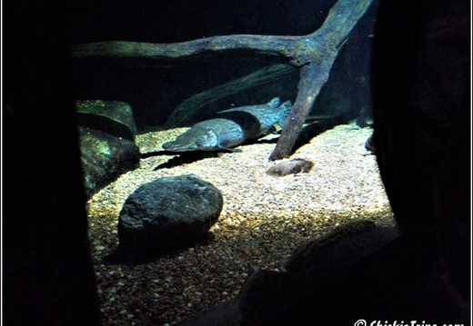 Marriot - Baltimore Inner Harbor - Aquarium 010