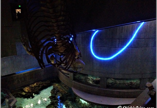 Marriot - Baltimore Inner Harbor - Aquarium 011