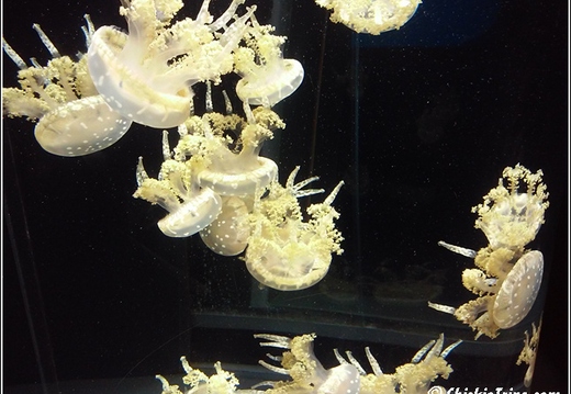 Marriot - Baltimore Inner Harbor - Aquarium 021
