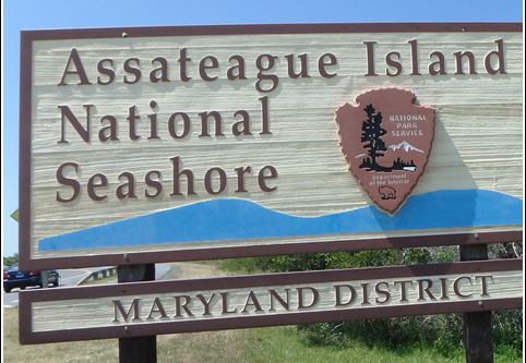 Sand Dunes Trail - Assateague Island National Seashore 002