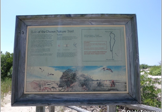 Sand Dunes Trail - Assateague Island National Seashore 003