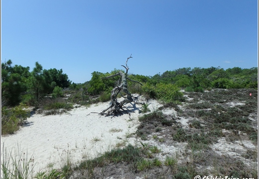 Sand Dunes Trail - Assateague Island National Seashore 006