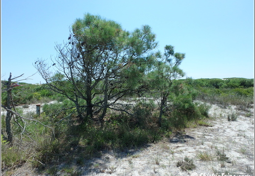 Sand Dunes Trail - Assateague Island National Seashore 008