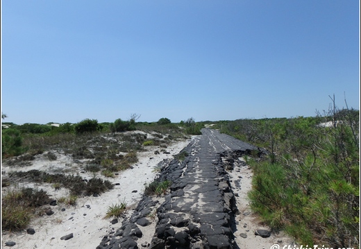 Sand Dunes Trail - Assateague Island National Seashore 014