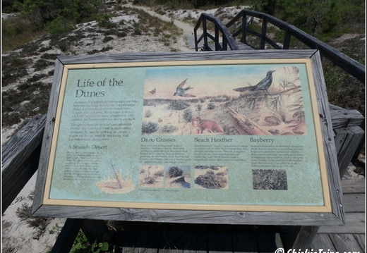 Sand Dunes Trail - Assateague Island National Seashore 015