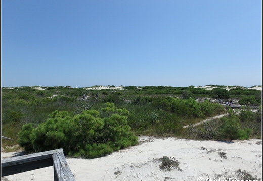Sand Dunes Trail - Assateague Island National Seashore 016