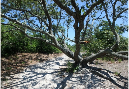 Sand Dunes Trail - Assateague Island National Seashore 023