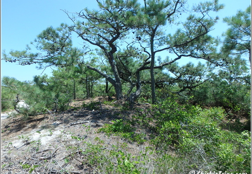 Sand Dunes Trail - Assateague Island National Seashore 024