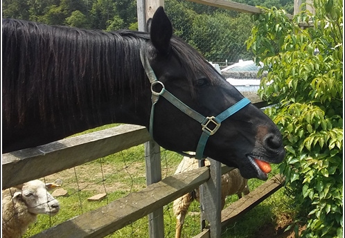 Alstede Farms - Strawberry Picking 002
