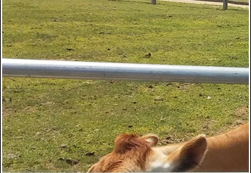 Alstede Farms - Strawberry Picking 003