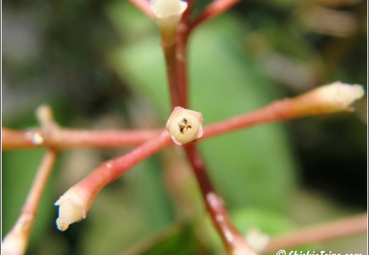 Bicentennial Park East Brunswick 004