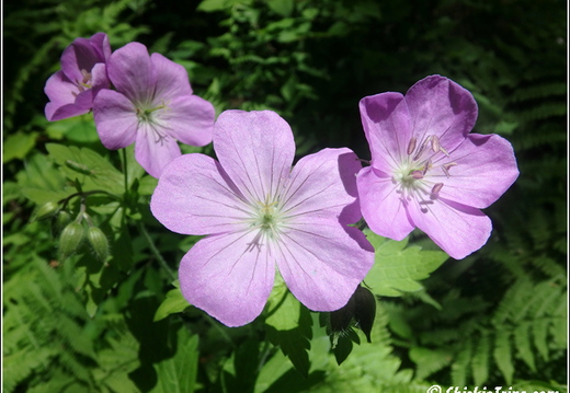 Botanical Garden 003