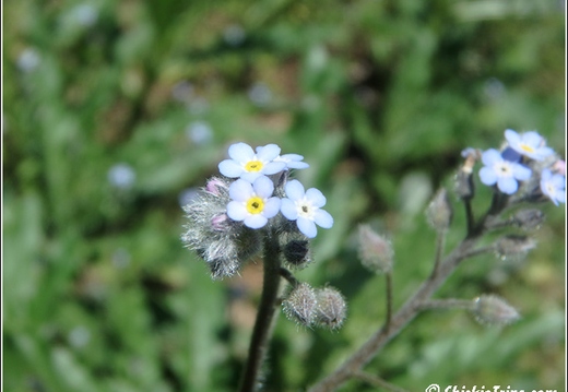 Botanical Garden 010