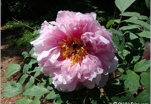 Botanical Garden 011